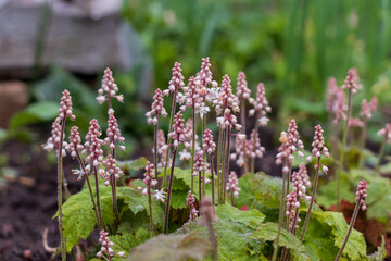 Pyrola minor l, lesser wintergreen flower with pink and white tall blossoms and green leaves. Blurred background with more garden flowers. - obrazy, fototapety, plakaty