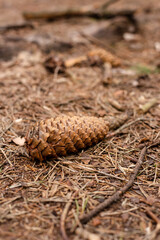 One spruce cone lies on the ground in the forest. 
