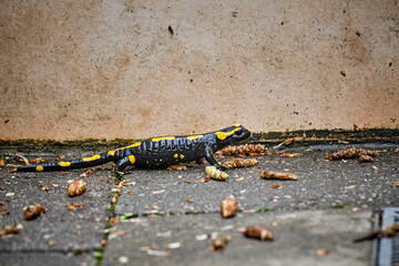 Feuersalamander ( Salamandra salamandra ).
