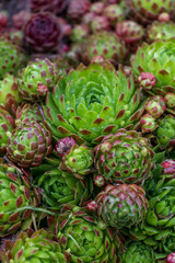 Fototapeta na wymiar Sempervivum Crassulaceae Mountain house flame, green leaves with red. Small and big plants with blurred garden background