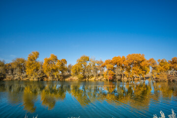 Populus euphratica forest by the lake in Xinjiang, China in autumn