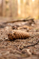 One spruce cone lies on the ground in the forest. 