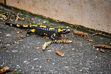 Feuersalamander ( Salamandra salamandra ).