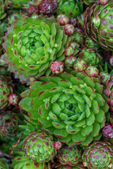 Fototapeta premium Sempervivum Crassulaceae Mountain house flame, green leaves with red. Small and big plants with blurred garden background