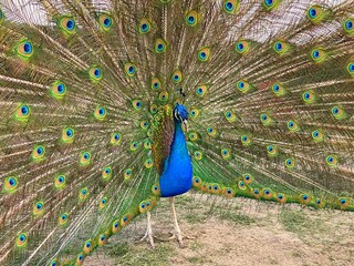 Peacock showing beautiful tail. Multicolored feathers of Indian blue peafowl bird.