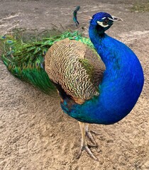 Fototapeta premium Peacock male is proud of his beauty. Beautiful blue Indian peafowl with glossy colorful feather.