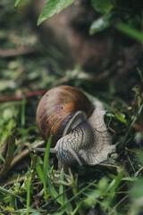 The earth snail in the garden on wet grass. Also known as Helix pomatia, Roman snail, Burgundy snail, edible snail or Escargot