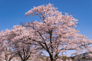 北海道　石狩市の満開の桜