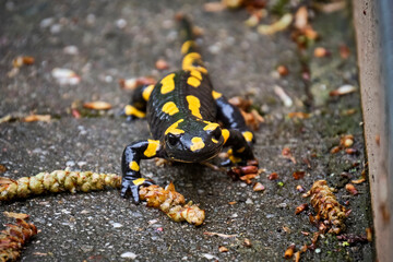 Feuersalamander ( Salamandra salamandra ).
