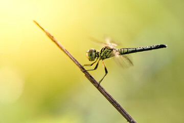 Dragonfly on the grass in shine bright sunrise color yellow
