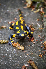 Feuersalamander ( Salamandra salamandra ).