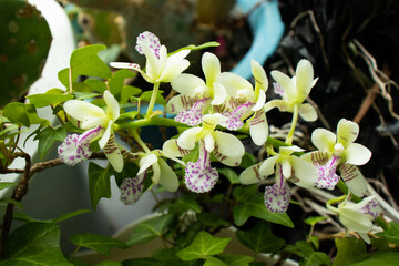 Obraz na płótnie Canvas Sedirea japonica (Nagoran, Nadopungran) orchid flowers.