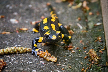 Feuersalamander ( Salamandra salamandra ).