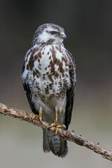 Common buzzard (Buteo buteo)