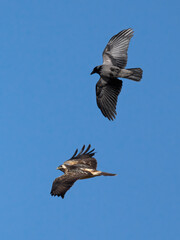 Hooded crow (Corvus cornix) bullying a Common buzzard (Buteo buteo)