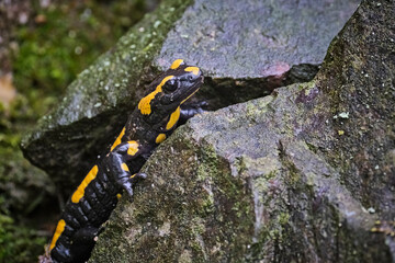 Feuersalamander ( Salamandra salamandra ).