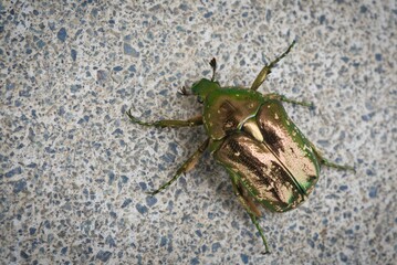 シロテンハナムグリ
