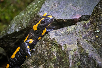 Feuersalamander ( Salamandra salamandra ).
