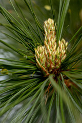 Naklejka na ściany i meble Pine small young yellow growing cones with long pine needles and raindrops. Pinus sylvestris L