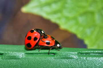 ナナホシテントウ