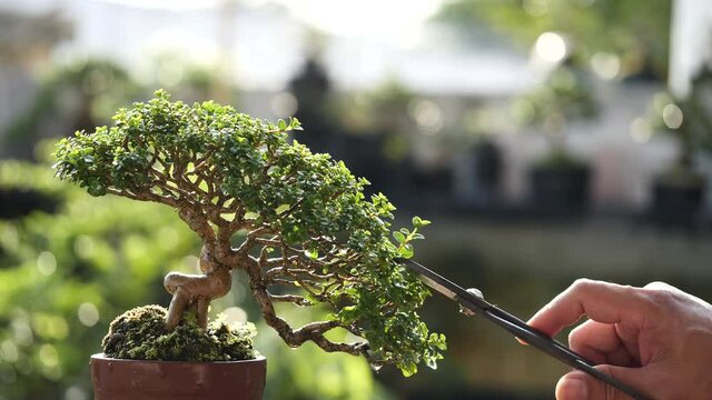 Asian man trimming beautiful small bonsai plant growing on brown potted with pruning shears in nature background, Feel happy, refreshed and relaxed in a bright morning. Bonsai Gardening Concept.