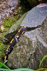 Feuersalamander ( Salamandra salamandra ).