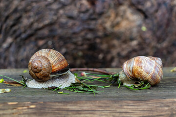 Two earth snail on wood bench eats green grass. Also known as Helix pomatia, Roman snail, Burgundy snail, edible snail or Escargot. Blurred wood bark in the background