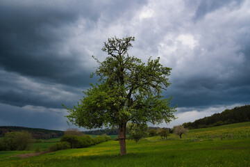Fototapeta na wymiar Baum im Sturm Frühling