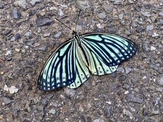 アカボシゴマダラ
