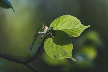 green leaves on a tree in the sun, summertime background, eco summer background, linden leaves