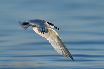 Sandwich tern (Thalasseus sandvicensis)