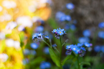 Forget me not flowers