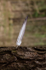 A bird's feather sticking out of a tree.