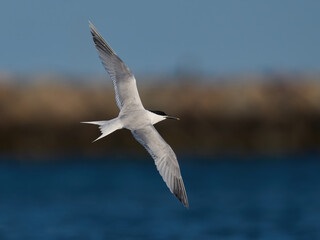 Fototapeta premium Sandwich tern (Thalasseus sandvicensis)