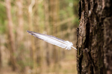 A bird's feather sticking out of a tree.