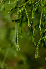 Rain drops, water drops on Juniperus virginiana (Eastern red cedar) leaves with blurred isolated background. Focus on rain drops