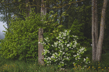 Blooming branch of bird cherry over a broken cemetery fence in misty morning