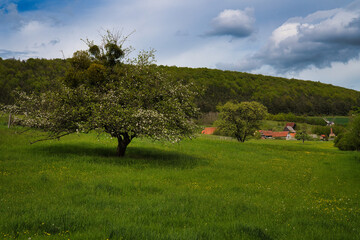 Fototapeta premium Baum Frühling