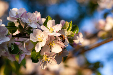 Blooming apple tree with a bee