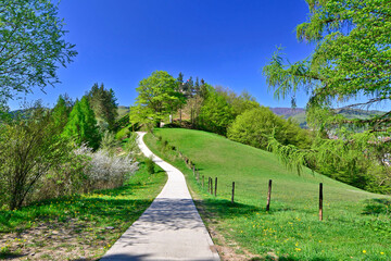 Composite spring landscape in mountains. Fence near the narrow road on hillside meadow in mountains.
 Few trees of forest on both sides of the road, Rytro, Poland