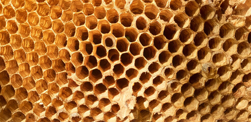 Background of the honeycomb texture.