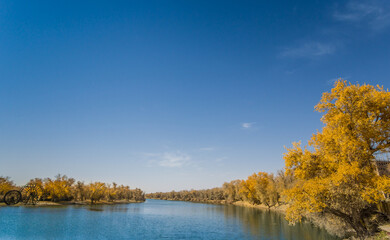 Fototapeta premium Populus euphratica forest by the lake in Xinjiang, China in autumn