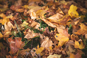 Close-up of multi-colored yellow, red, orange dried maple leaves on the ground. Autumn in the park.