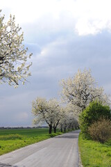 Obraz premium Beautiful and old sweet cherry trees blossoming along a road in spring with clouds in the sky and fresh green fields and meadows