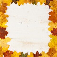 A square frame of yellow, orange and red maple leaves lie on a white wooden table. Top view on colorful leaves. Autumn concept