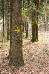 Obraz premium An arrow drawn with paint on a tree points to the right.