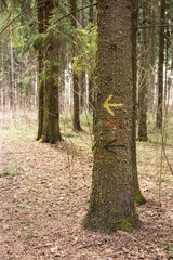 An arrow drawn with paint on a tree points to the right.