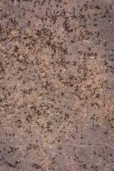 Many ants are crawling on the ground