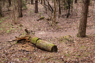 Uprooted tree in the forest