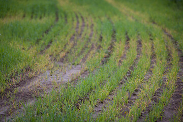 Large field with wheat in the countryside. Young green rye spikes in slender rows. Agriculture concept